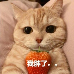 Funny Chinese Memes Words and Sentences, Chinese Cat Memes, Be Fat Memes